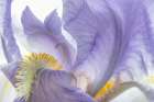 USA, Washington State, Seabeck. Purple iris flower close-up. Art Print